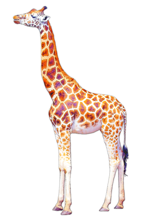 Giraffe, Isolated, Illustration, Long Neck, Drawing - Giraffe, Transparent background PNG HD thumbnail