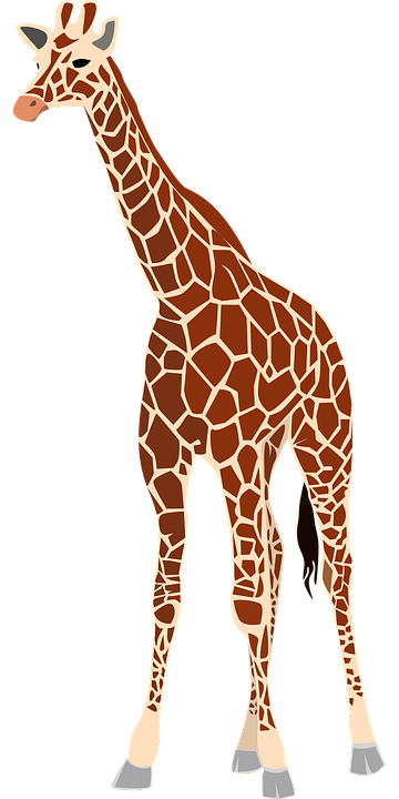 Giraffe, Mammal, Animal, Herbivore, Wildlife, Safari - Giraffe, Transparent background PNG HD thumbnail