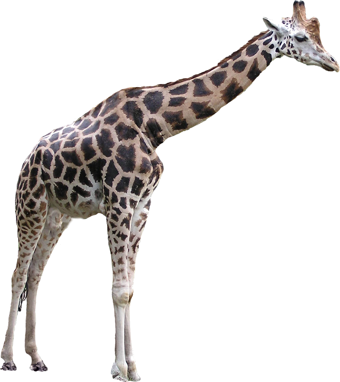 Giraffe.png - Giraffe, Transparent background PNG HD thumbnail