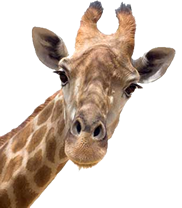 Admission - Giraffe Head, Transparent background PNG HD thumbnail