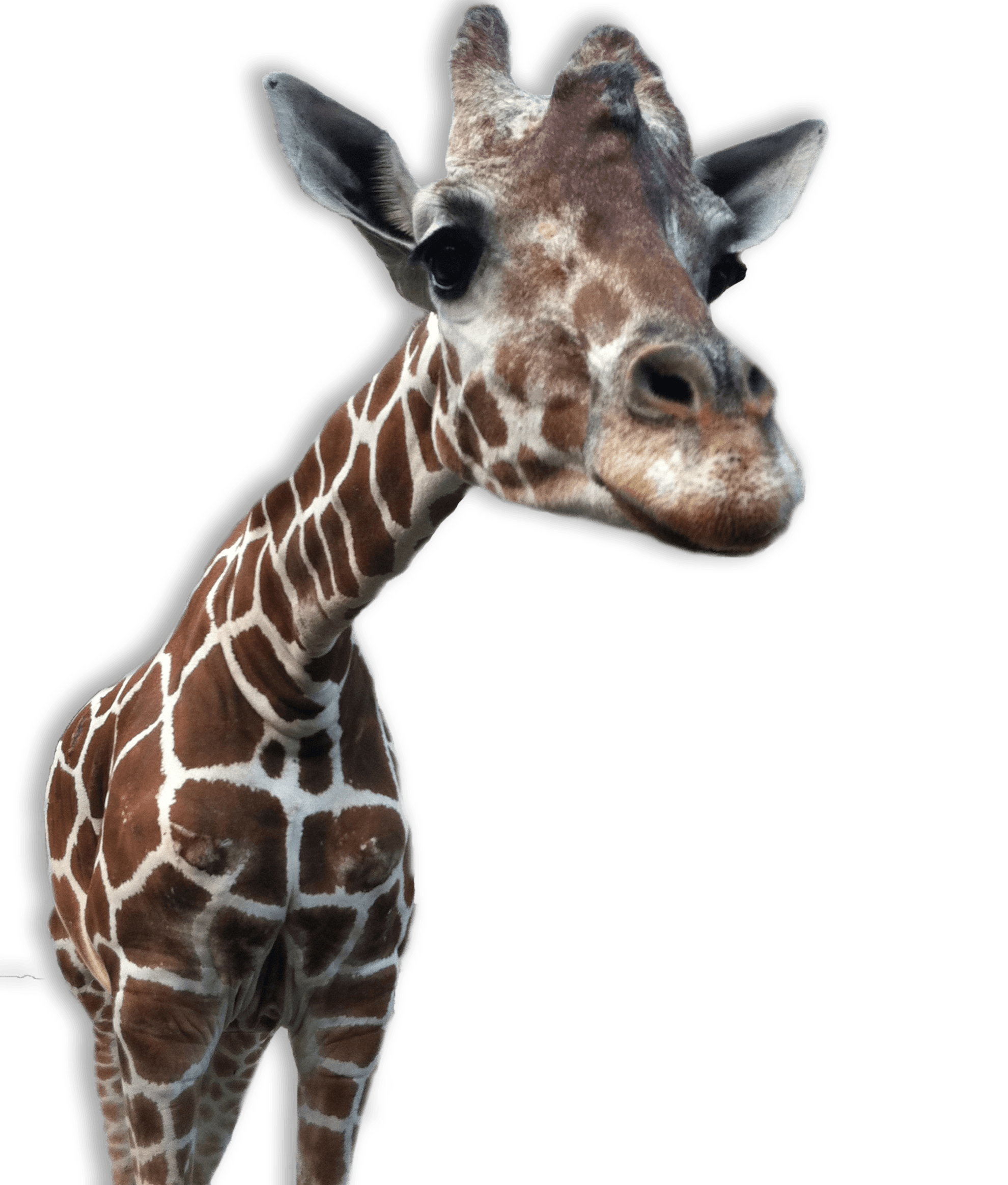 Giraffe Close Up - Giraffe Head, Transparent background PNG HD thumbnail