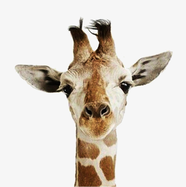 Giraffe Head, Giraffe, Animal, Head Free Png Image - Giraffe Head, Transparent background PNG HD thumbnail