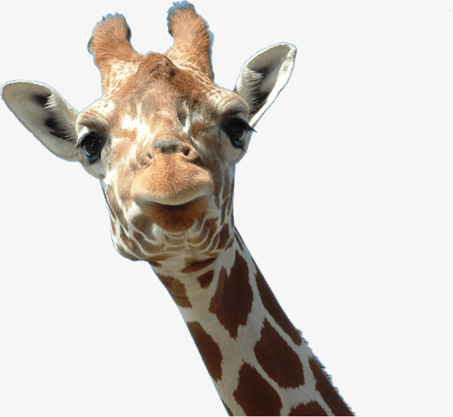 Giraffe Head, Giraffe, Material Object, Animal Free Png Image - Giraffe Head, Transparent background PNG HD thumbnail