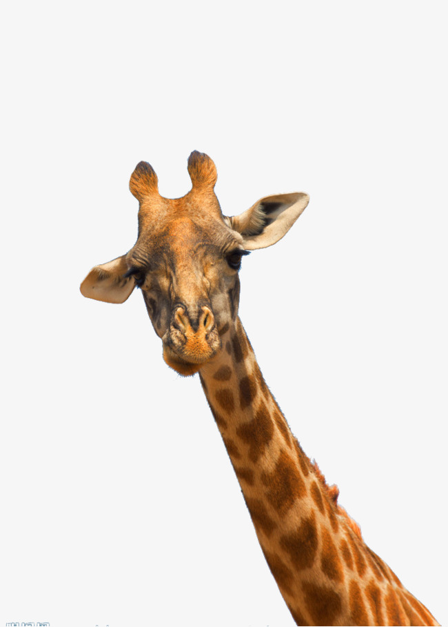Giraffe Head, Nature, Africa, Pattern Free Png Image - Giraffe Head, Transparent background PNG HD thumbnail