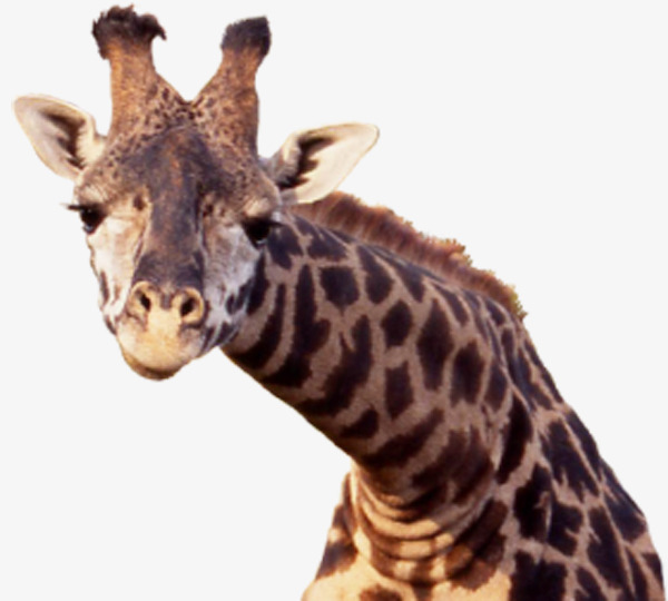 Giraffe Head, Yellowish Brown, Long Neck, Legs Free Png Image - Giraffe Head, Transparent background PNG HD thumbnail