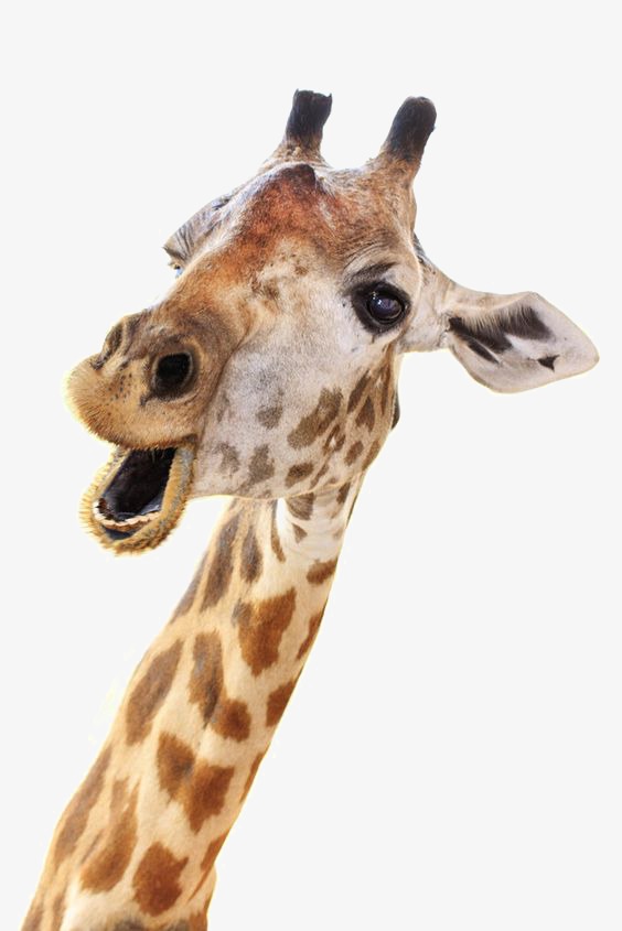 Giraffe, Wild Animals, Cute Animals, African Animals Free Png Image - Giraffe Head, Transparent background PNG HD thumbnail