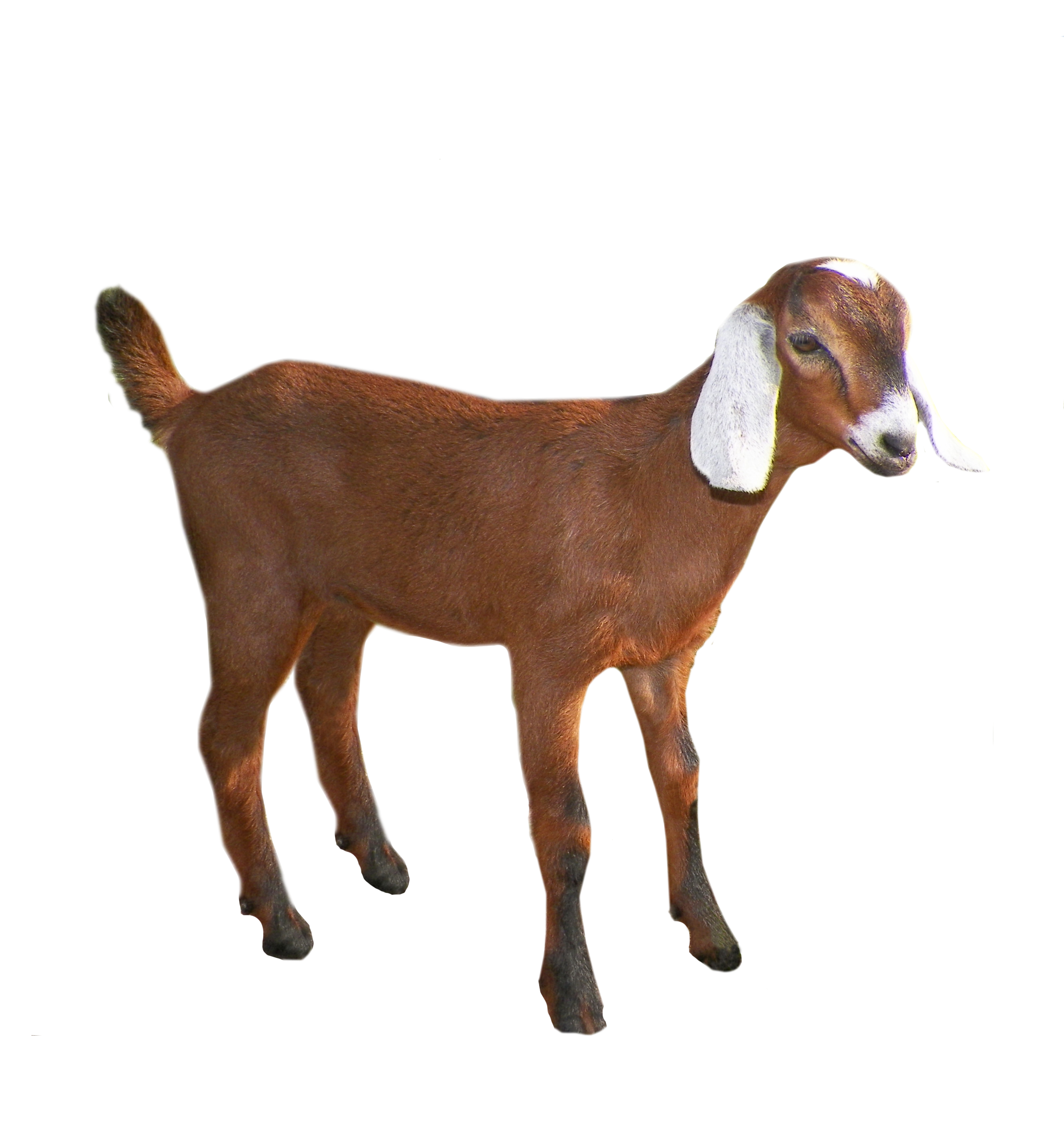 Download - Goat, Transparent background PNG HD thumbnail