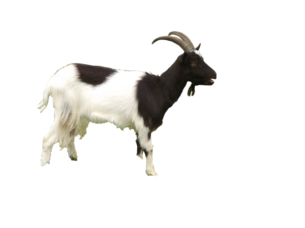 Goat Free Download Png Png Image - Goat, Transparent background PNG HD thumbnail