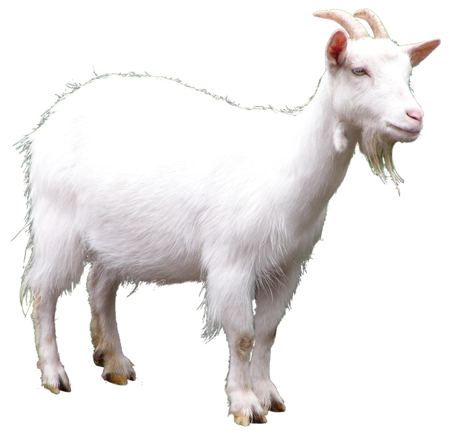Goat Full.png - Goat, Transparent background PNG HD thumbnail