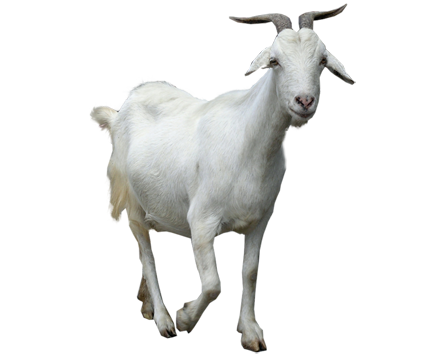 Goat Png Clipart Png Image - Goat, Transparent background PNG HD thumbnail