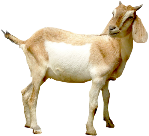Hp Goat Left - Goat, Transparent background PNG HD thumbnail