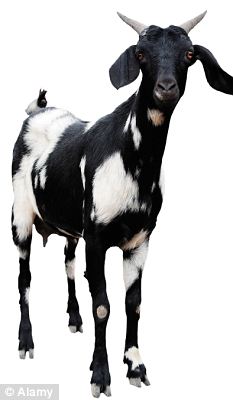 Nanny Goats Are Being Born Inside The Bodies Of Billy Goats In A Bizarre Genetic Engineering - Goat, Transparent background PNG HD thumbnail