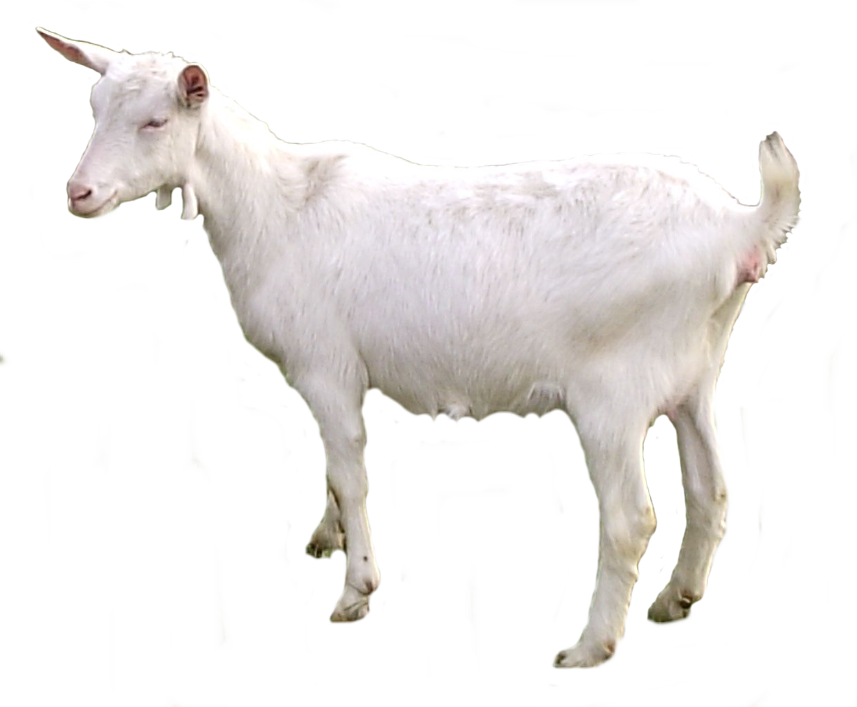 Png 1238X1022 Goat With No Background   Goat Png - Goat, Transparent background PNG HD thumbnail