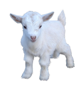 Cute Fluffy Png Transparent Goat Baby Goat .png Pngpetz - Goat, Transparent background PNG HD thumbnail