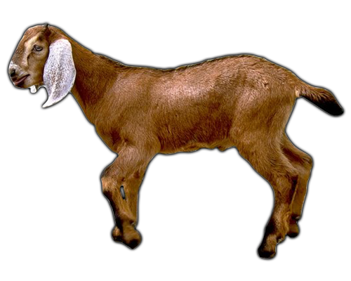 Download Png Image   Goat Png Image - Goat, Transparent background PNG HD thumbnail