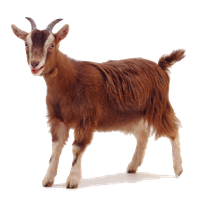 Goat Free Png Image Png Image - Goat, Transparent background PNG HD thumbnail