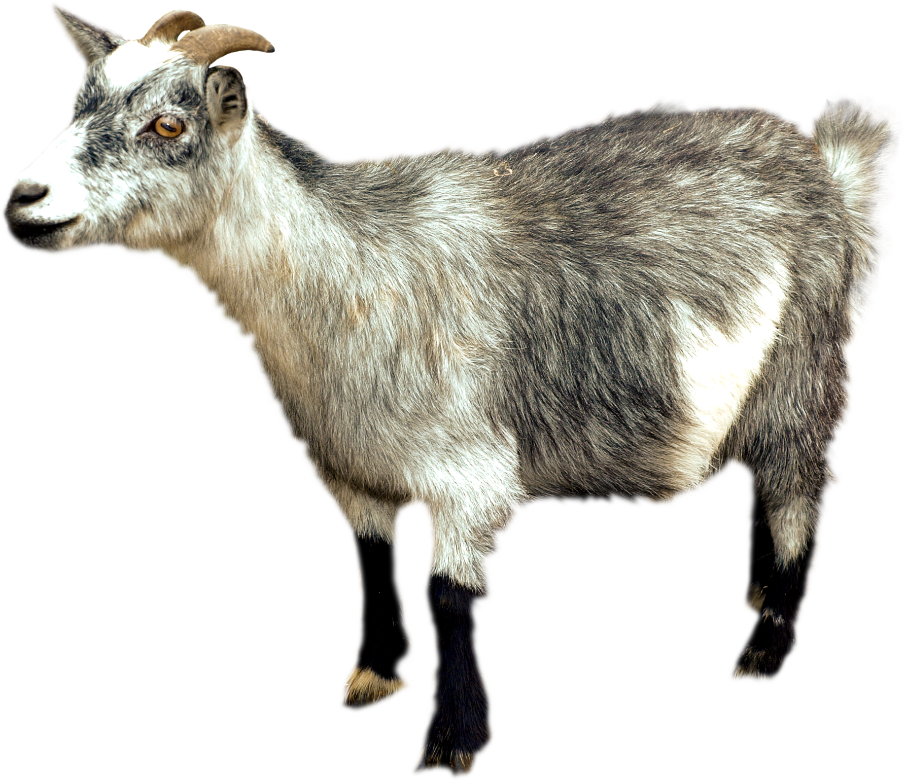Goat Png - Goat, Transparent background PNG HD thumbnail