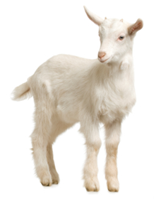 In The Future Goats Like This Goat Png Images - Goat, Transparent background PNG HD thumbnail