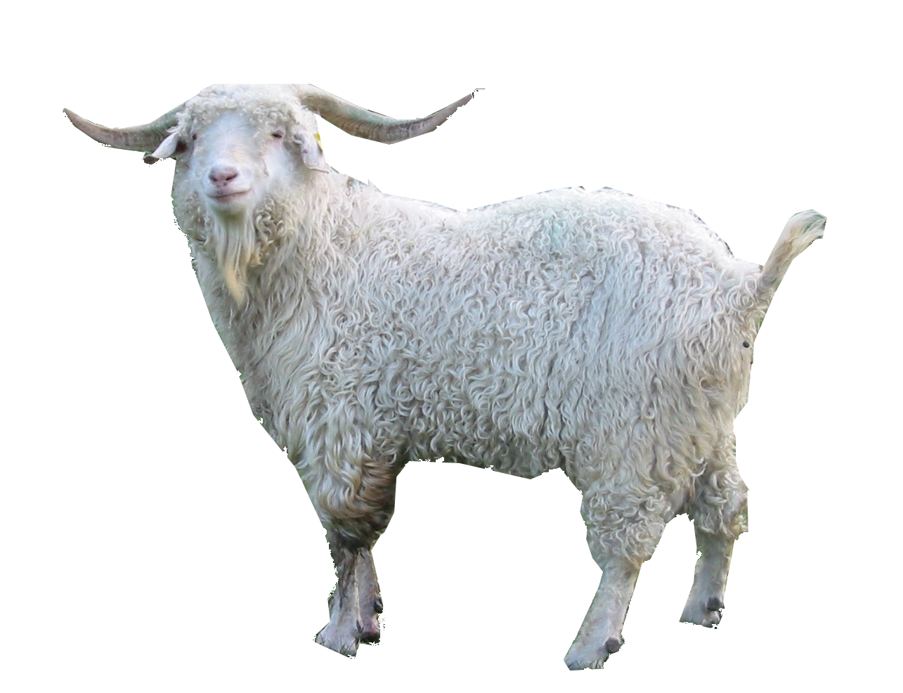 . Hdpng.com Oberhasli Goat, Fainting Goat. - Goat, Transparent background PNG HD thumbnail