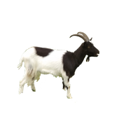 Similar Goat Png Image - Goat, Transparent background PNG HD thumbnail