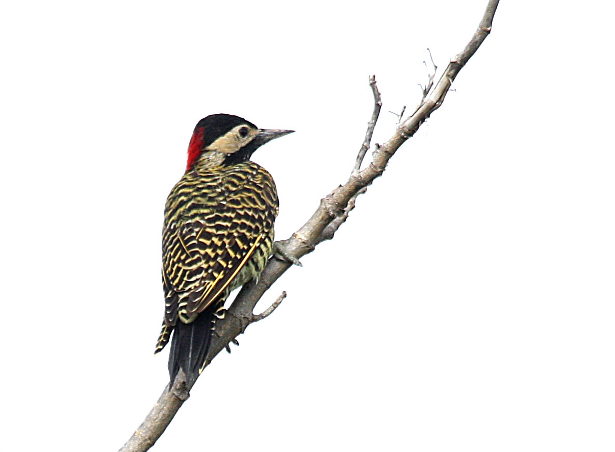 Golden Breasted Woodpecker, Colaptes Melanolaimus - Woodpecker, Transparent background PNG HD thumbnail