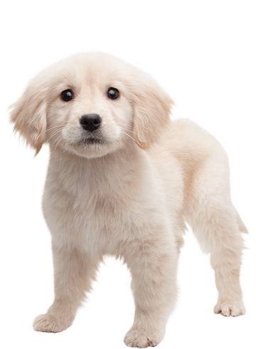 A Demo Of Nintendogs Cats Can Be Downloaded From The Nintendo Eshopu0027S Title Information Page For The Golden Retriever U0026 New Friends Version Of The Game. - Golden Retriever, Transparent background PNG HD thumbnail