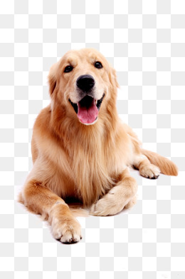 Dog Pet Golden Retriever · Png - Golden Retriever, Transparent background PNG HD thumbnail