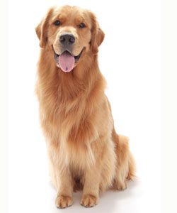 Find This Pin And More On Golden Retrievers By Dennis4272. - Golden Retriever, Transparent background PNG HD thumbnail