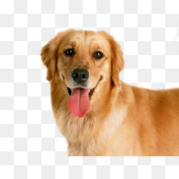 Golden Dog - Golden Retriever, Transparent background PNG HD thumbnail