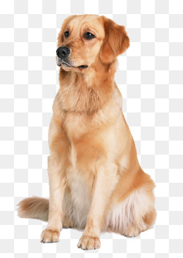 Dog pet Golden Retriever, Gol