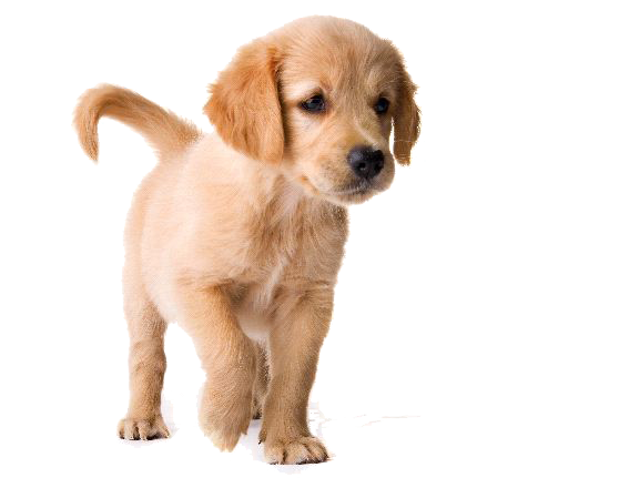 Golden Retriever Puppy Png Image - Golden Retriever, Transparent background PNG HD thumbnail