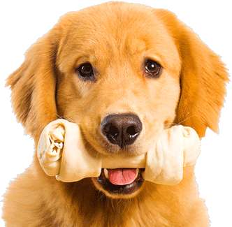 Golden Retriever Pups For Sale Kildare - Golden Retriever, Transparent background PNG HD thumbnail