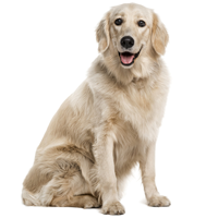 How Active Are Golden Retrievers   Advice From Real Golden Retriever Owners - Golden Retriever, Transparent background PNG HD thumbnail