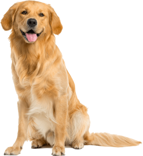 Information Is Taken From Dogbreedinfo Pluspng.com For In Depth Information Visit Http://www.dogbreedinfo Pluspng.com/goldenretriever.htm. - Golden Retriever, Transparent background PNG HD thumbnail