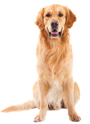 Why Choose A Golden Retriever To Be The Star Of Your Ecard? - Golden Retriever, Transparent background PNG HD thumbnail