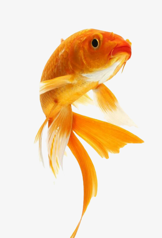 Cute Goldfish, Goldfish, Fish, Golden Png Image - Goldfish, Transparent background PNG HD thumbnail