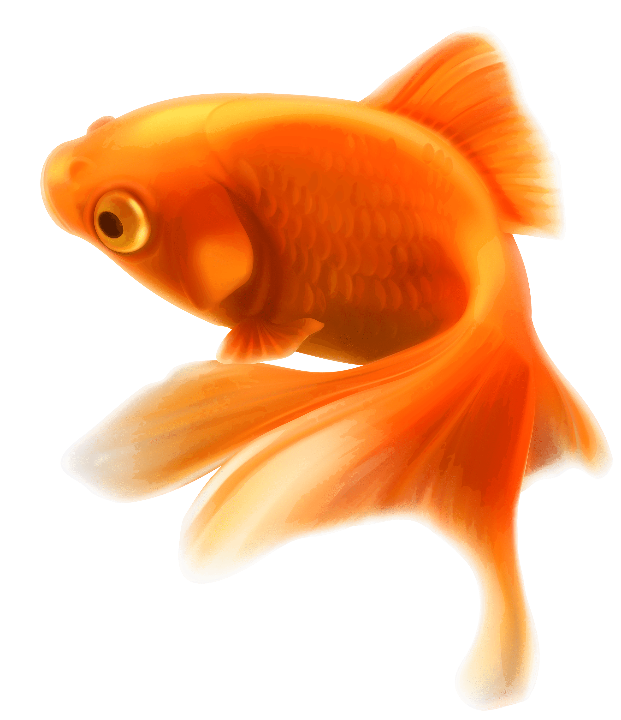 Download - Goldfish, Transparent background PNG HD thumbnail