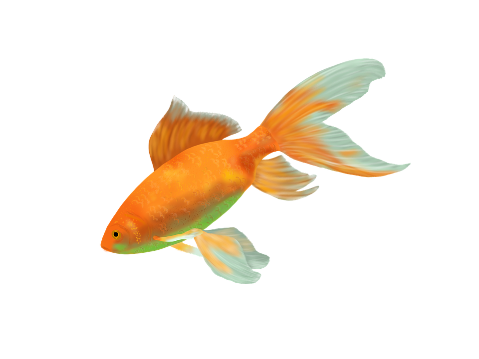 Free Illustration: Goldfish, Fish, Gold, Water   Free Image On Pixabay   799744 - Goldfish, Transparent background PNG HD thumbnail