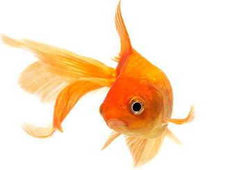 Gold Fish.png - Goldfish, Transparent background PNG HD thumbnail