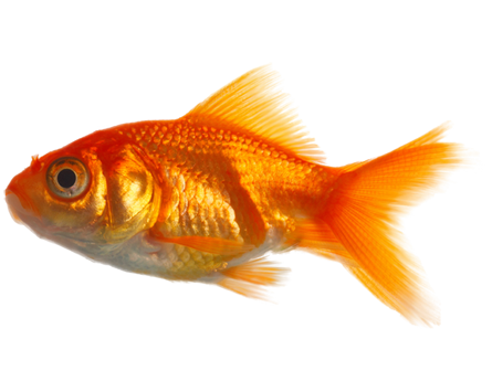 Free illustration: Goldfish, 