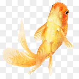 Goldfish, Goldfish, Benthos, Fish Png Image - Goldfish, Transparent background PNG HD thumbnail