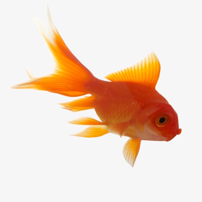 Goldfish, Goldfish In Water, Water Free Png And Psd - Goldfish, Transparent background PNG HD thumbnail