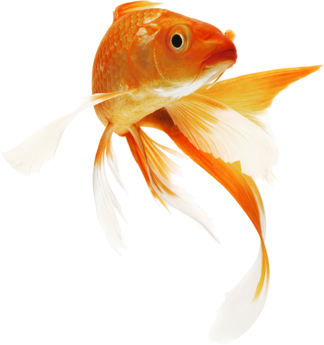 Https://wstdigital Pluspng.com/wp Content/uploads/2017/ - Goldfish, Transparent background PNG HD thumbnail