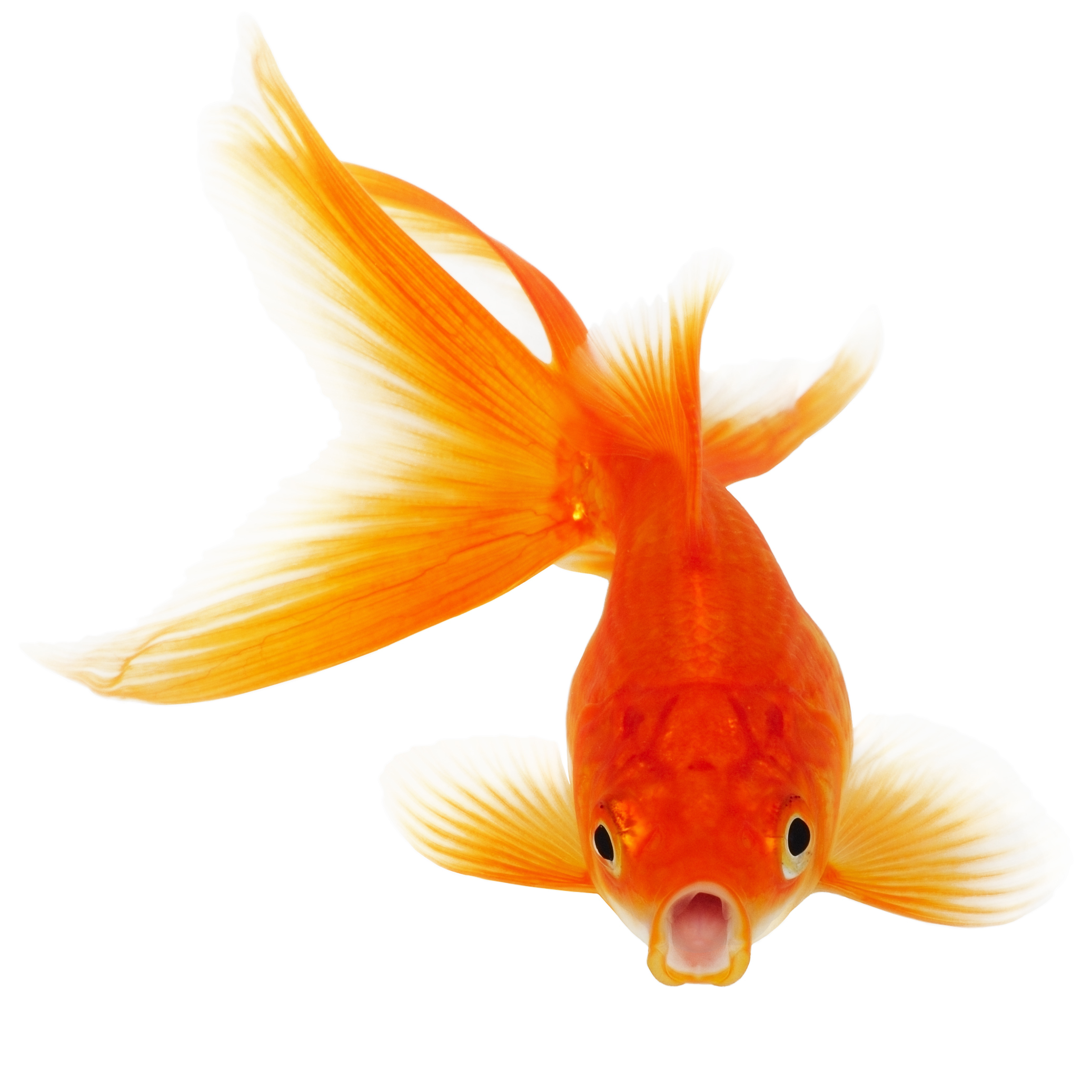 Hundreds Of Goldfish Found In Parleys Creek | Ksl Pluspng.com - Goldfish, Transparent background PNG HD thumbnail