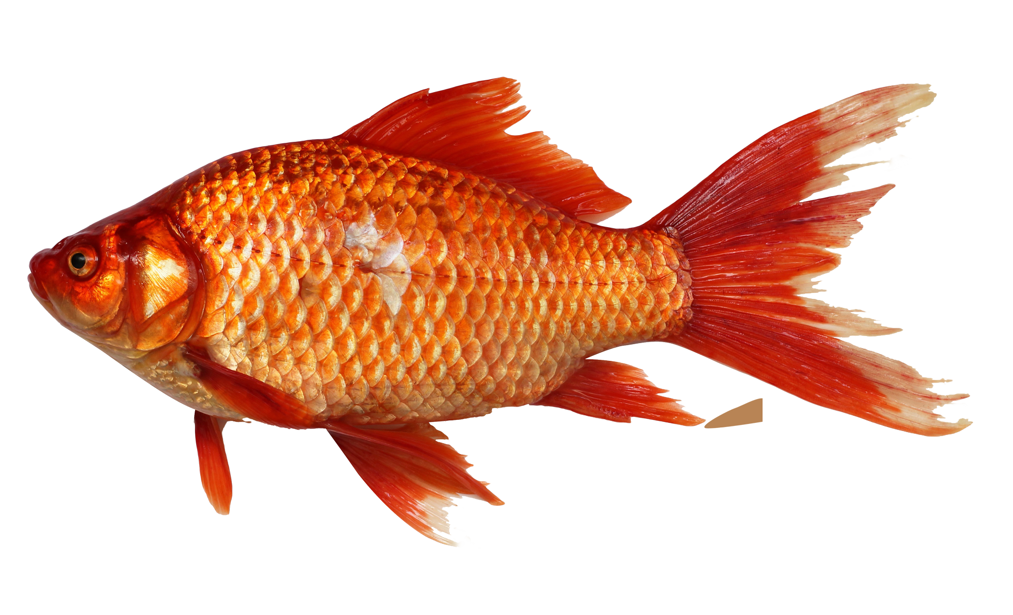 Goldfish Png Transparent Image - Fish, Transparent background PNG HD thumbnail