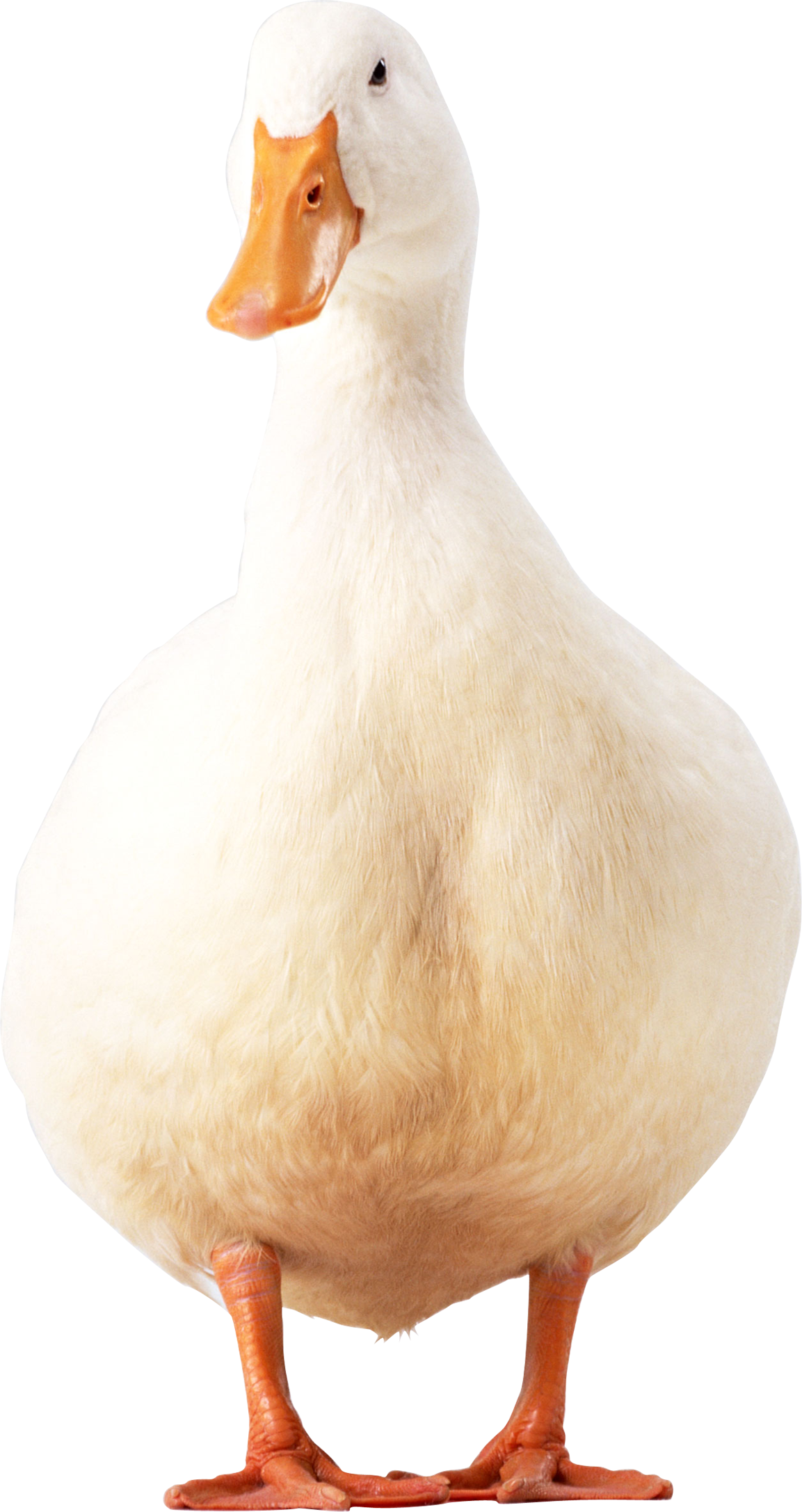 American Pekin Duck Bird Colourbox   Goose Hd Free Buckle Material 1153*2174 Transprent Png Free Download   Poultry, Water Bird, Livestock. - Goose, Transparent background PNG HD thumbnail