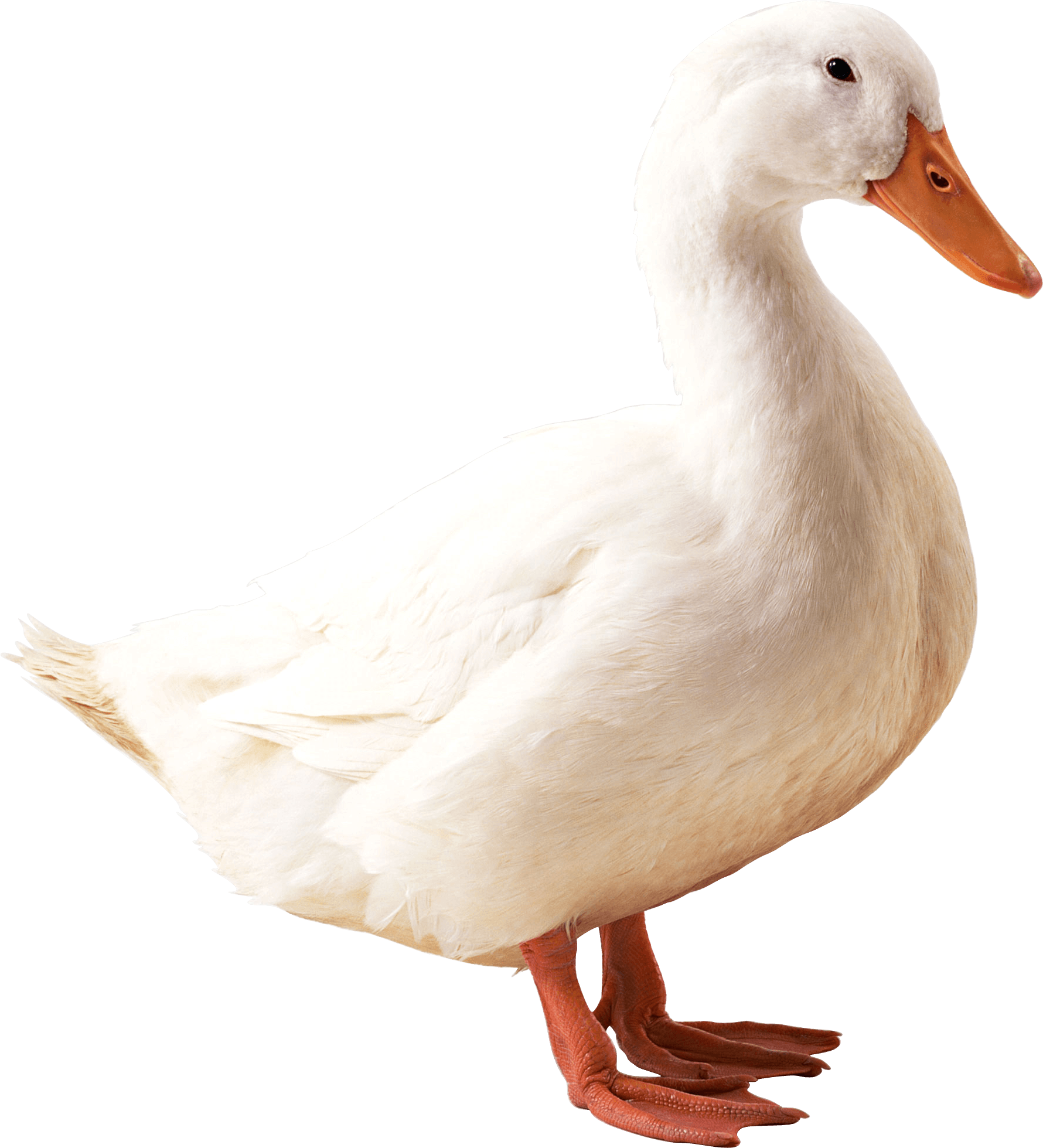 Goose PNG image