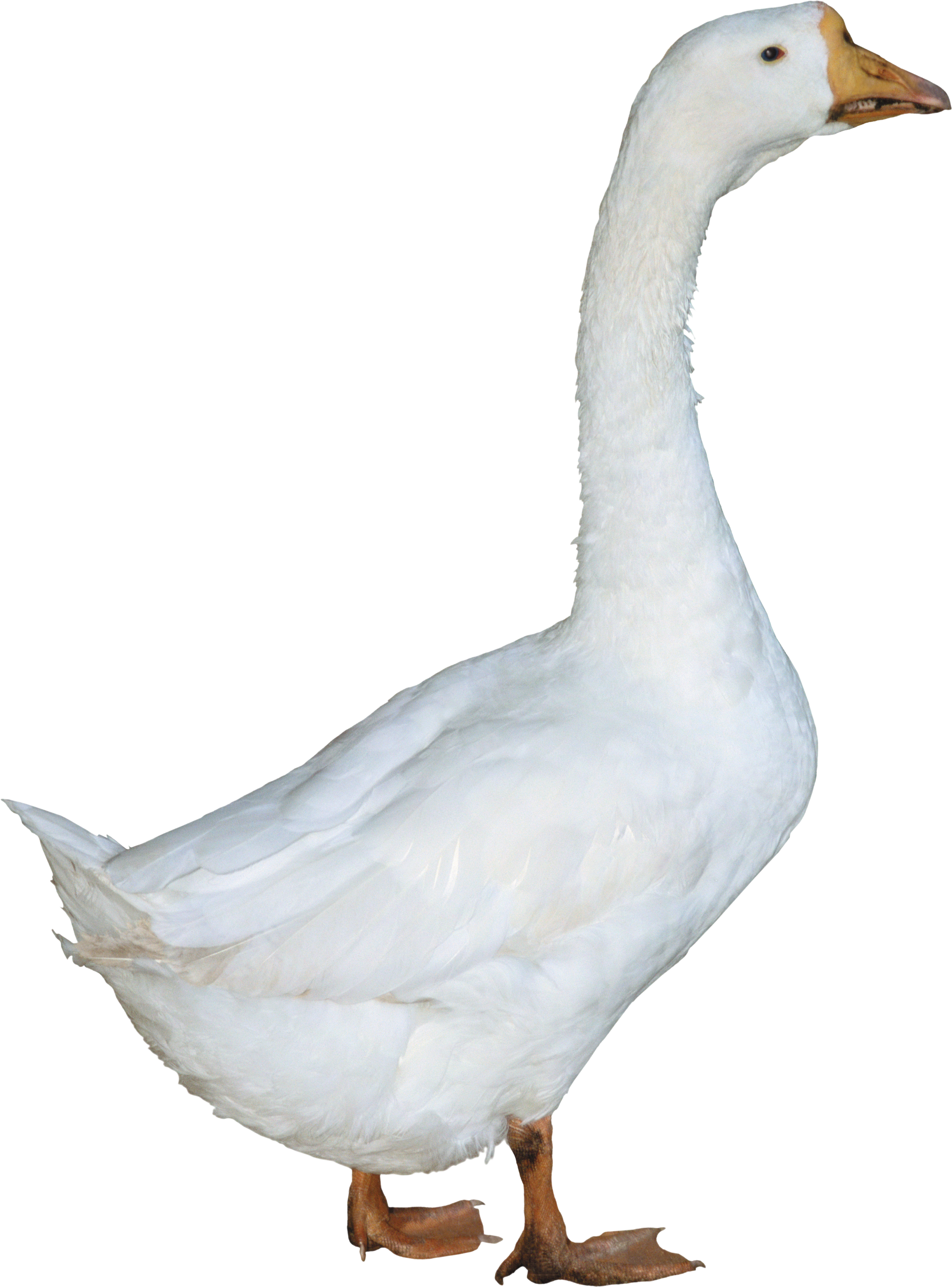Duck Free Hd Png Picture 1 155X210   Duck Png Transparent Free Images - Goose, Transparent background PNG HD thumbnail