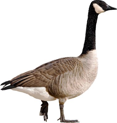 Goose HD Free buckle material