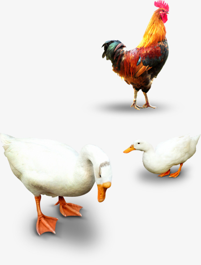 Goose Chicken Hd Free Buckle Material, Chicken, Goose Png Image And Clipart - Goose, Transparent background PNG HD thumbnail